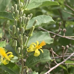 Grewia retinervis