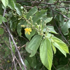 Grewia retinervis