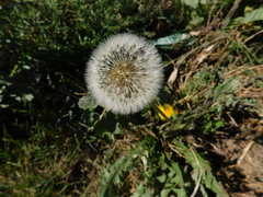 Taraxacum officinale
