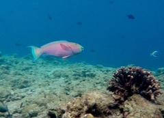 Chlorurus strongylocephalus