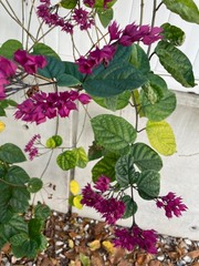 Clerodendrum × speciosum