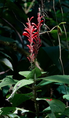 Stenostephanus