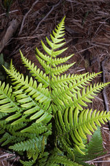 Pteridium latiusculum