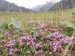 Thymus seravschanicus