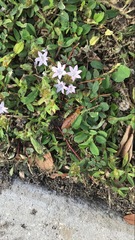 Richardia grandiflora