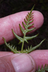 Pteridium latiusculum