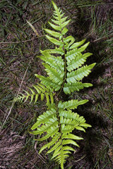 Pteridium latiusculum