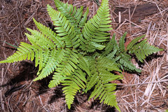 Pteridium latiusculum
