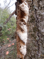 Vanderbylia robiniophila