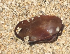 Barbatia amygdalumtostum