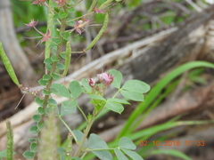 Polanisia dodecandra riograndensis