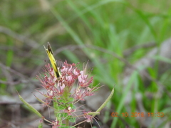 Polanisia dodecandra riograndensis