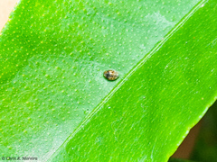 Scymnobius galapagoensis