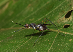 Hybobata fuelleborni