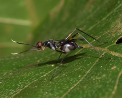 Hybobata fuelleborni