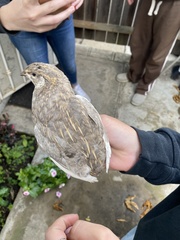 Coturnix