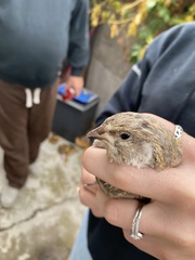Coturnix