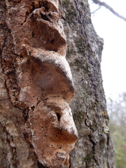 Vanderbylia robiniophila