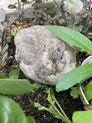 Coturnix