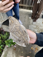 Coturnix