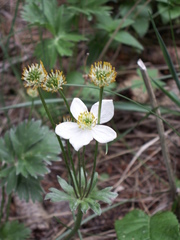 Anemonastrum protractum