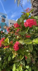 Ixora coccinea