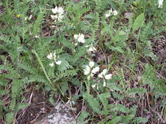 Astragalus alpinus