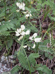 Astragalus alpinus