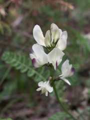 Astragalus alpinus