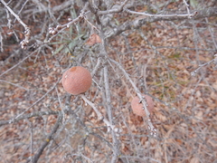 Disholcaspis pruniformis