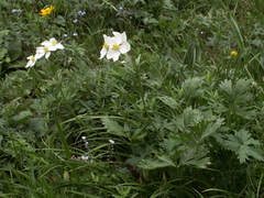 Anemonastrum protractum
