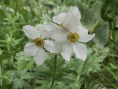 Anemonastrum protractum