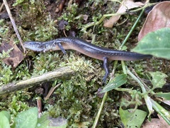 Diploglossus bilobatus