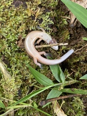 Diploglossus bilobatus