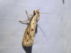 Acrolophus mortipennella