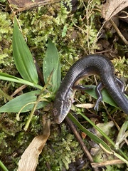 Diploglossus bilobatus