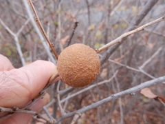 Disholcaspis pruniformis