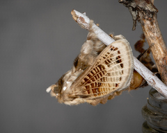 Doratifera vulnerans