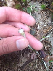 Antennaria solitaria