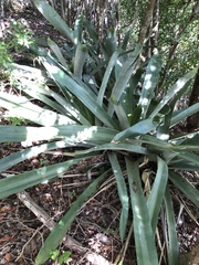 Wittmackia antillana