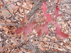 Disholcaspis pruniformis