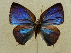 Strephonota sphinx