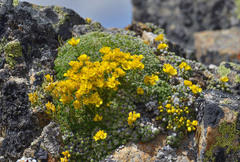 Draba rigida