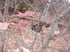 Disholcaspis pruniformis