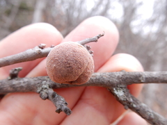 Disholcaspis pruniformis