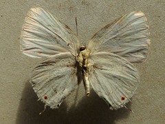 Strephonota sphinx