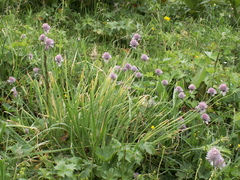 Allium karelinii