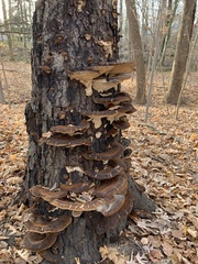 Ischnoderma resinosum