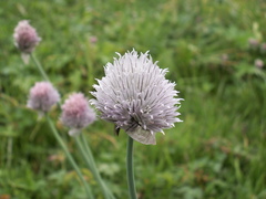 Allium karelinii