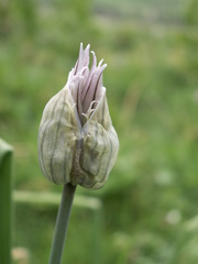 Allium karelinii